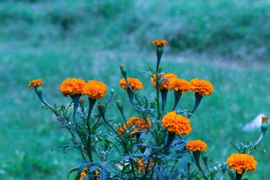  Tagetes, Asteraceae familyasından yıllık veya uzun ömürlü bir bitki cinsidir. 