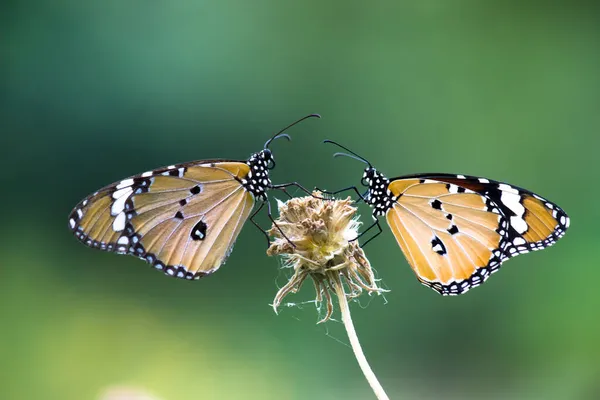 Plain Tiger Danaus Chrysippus Butterfly Visiting Flowers Nature Springtime — Stock Photo, Image