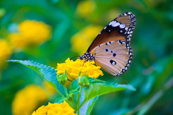 Tigre Uni Danaus Chrysippus Papillon Visitant Les Fleurs Dans Nature — Photo