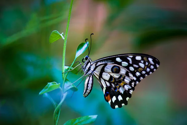 Макропортрет Papilio Demoleus Обыкновенная Бабочка Широко Распространенная Ласточка Известный Лимонная — стоковое фото