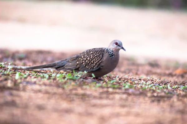 Pomba Tartaruga Europeia Streptopelia Turtur Turtur Adulto Caminhando Chão Procura — Fotografia de Stock