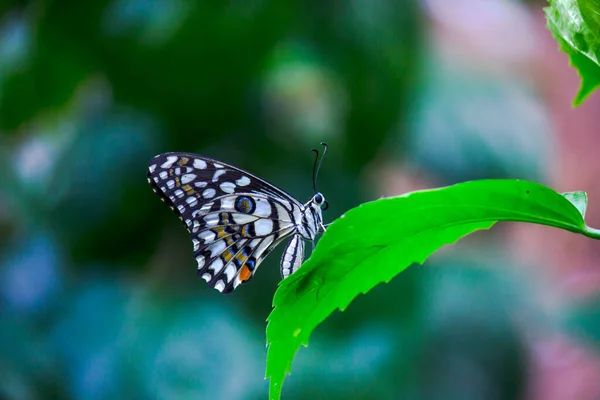 Imagen Macro Papilio Demoleus Una Mariposa Común Lima Cola Golondrina — Foto de Stock