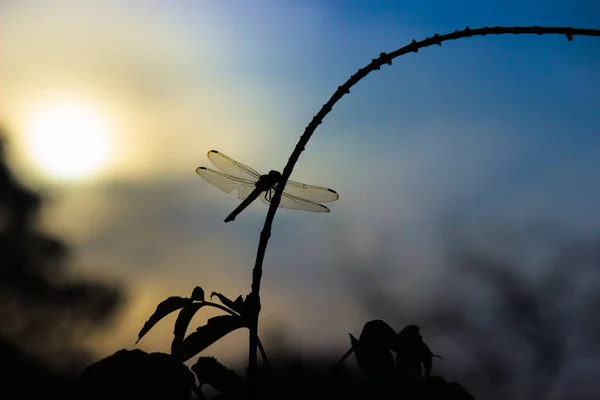 Dragonfly Uppflugen Stjälk Vacker Natur Och Himmel Bakgrunden — Stockfoto