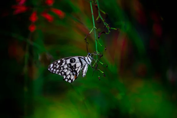 Imagen Macro Papilio Demoleus Una Mariposa Común Lima Cola Golondrina — Foto de Stock