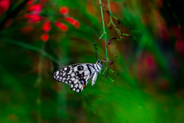 Makrobild Von Papilio Demoleus Ist Ein Verbreiteter Lindenfalter Und Weit — Stockfoto
