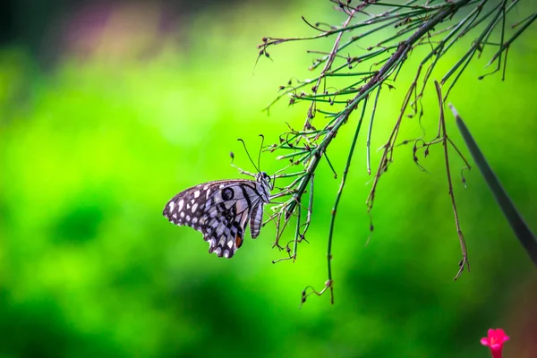 Макропортрет Papilio Demoleus Обыкновенная Бабочка Широко Распространенная Ласточка Известный Лимонная — стоковое фото