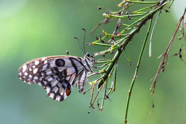 Makro Obrázek Papilio Demoleus Běžný Citrónový Motýl Široce Rozšířený Vlaštovčí — Stock fotografie