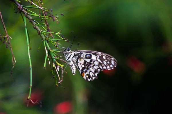 Imagen Macro Papilio Demoleus Una Mariposa Común Lima Cola Golondrina —  Fotos de Stock