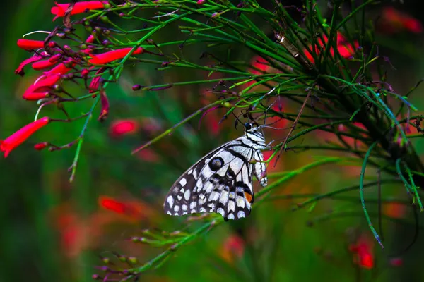 Макропортрет Papilio Demoleus Обыкновенная Бабочка Широко Распространенная Ласточка Известный Лимонная — стоковое фото