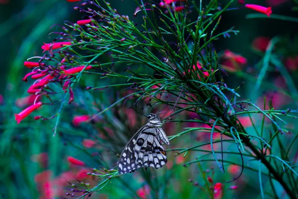 Macro Picture Papilio Demoleus Common Lime Butterfly Widespread Swallowtail Also — Stock Photo, Image