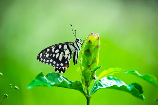 Macro Imagem Papilio Demoleus Uma Borboleta Limão Comum Rabo Andorinha — Fotografia de Stock