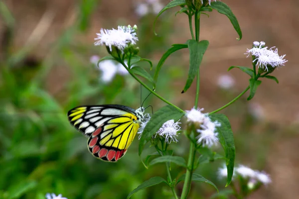 Papillon Indien Jezebel Reposant Sur Les Plantes Fleurs Pendant Saison — Photo