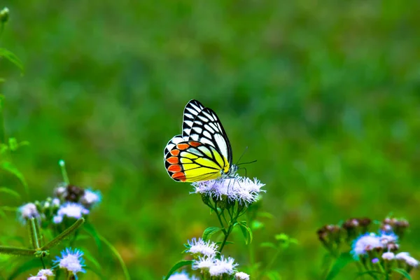 Delias Eucharis Jézabel Commun Est Papillon Piéride Taille Moyenne Reposant — Photo