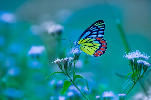 Delias Eucharis Die Gemeine Isebel Ist Ein Mittelgroßer Schmetterling Der — Stockfoto