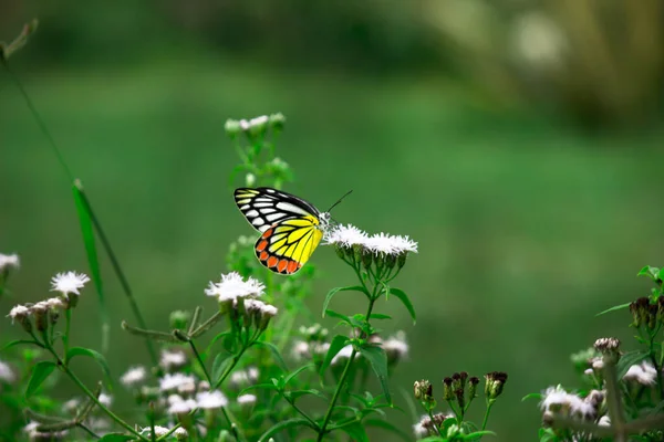 Delias Eucharis Jezebel Comum Uma Borboleta Pierida Tamanho Médio Descansando — Fotografia de Stock