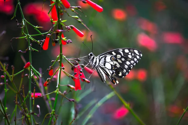 Papilio Demoleus Una Comune Farfalla Calcarea Diffusa Farfalla Coda Rondine — Foto Stock