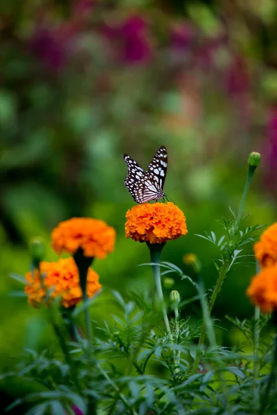 Mariposa Danaina Mariposa Algodoncillo Azul Que Alimenta Las Plantas Flores —  Fotos de Stock