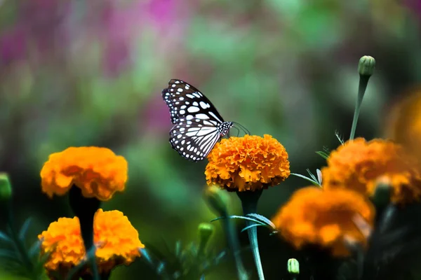 Молочная Бабочка Голубыми Пятнами Данайны Молочная Бабочка Питающаяся Цветочными Растениями — стоковое фото