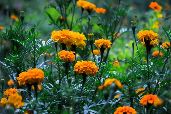 Tagetes Genus Annual Perennial Mostly Herbaceous Plants Sunflower Family Asteraceae — Stock Photo, Image