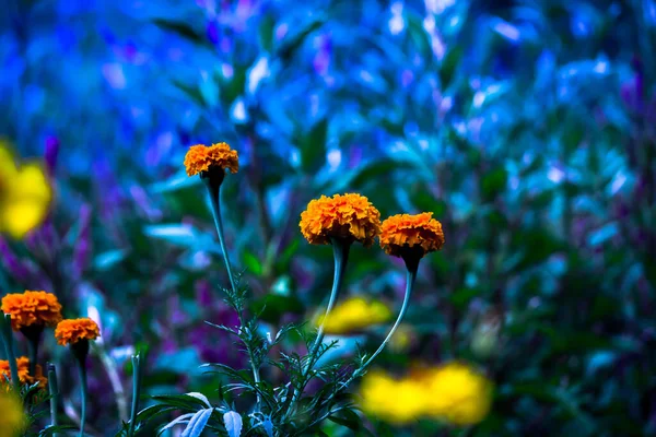 Tagetes Género Plantas Herbáceas Familia Asteraceae Plena Floración Ambiente Natural —  Fotos de Stock