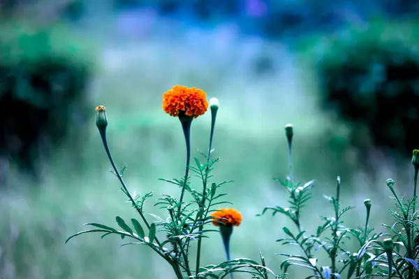  Tagetes, Asteraceae familyasından yıllık veya uzun ömürlü bir bitki cinsidir. 