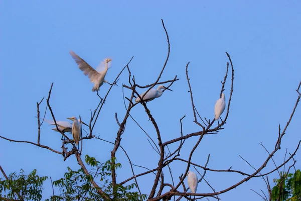 Bando Egrets Bovinos Empoleirados Árvore Com Belo Céu Azul Fundo — Fotografia de Stock