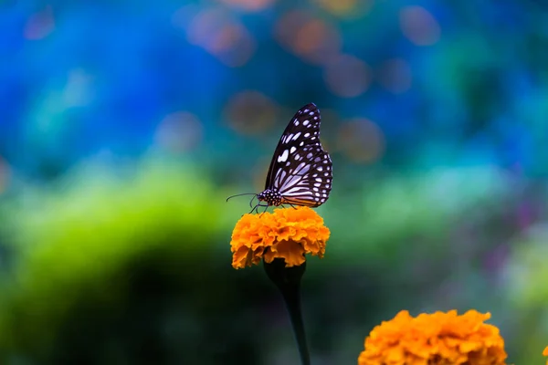 Mariposa Danaina Mariposa Algodoncillo Azul Que Alimenta Las Plantas Flores —  Fotos de Stock