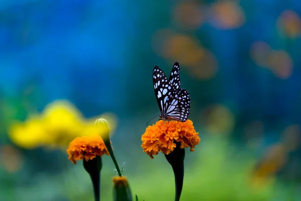 蓝色斑斑的米草蝴蝶或蒲公英蝴蝶或米草蝴蝶在自然环境 宏观拍摄 蝴蝶花园中以花卉为食 — 图库照片