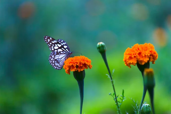 Papillon Asclépiade Points Bleus Danainae Papillon Asclépiade Nourrissant Des Plantes — Photo