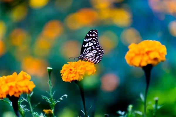 Молочная Бабочка Голубыми Пятнами Данайны Молочная Бабочка Питающаяся Цветочными Растениями — стоковое фото