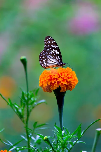 Papillon Asclépiade Points Bleus Danainae Papillon Asclépiade Nourrissant Des Plantes — Photo