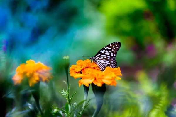 Papillon Asclépiade Points Bleus Danainae Papillon Asclépiade Nourrissant Des Plantes — Photo