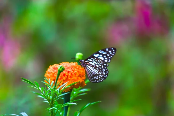 Mariposa Danaina Mariposa Algodoncillo Azul Que Alimenta Las Plantas Flores — Foto de Stock