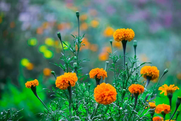 Tagetes Género Plantas Herbáceas Familia Asteraceae Plena Floración Ambiente Natural —  Fotos de Stock