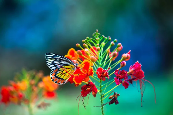 Piękny Indyjski Motyl Jezebel Delias Eucharis Spoczywa Królewskich Kwiatów Poinciana — Zdjęcie stockowe