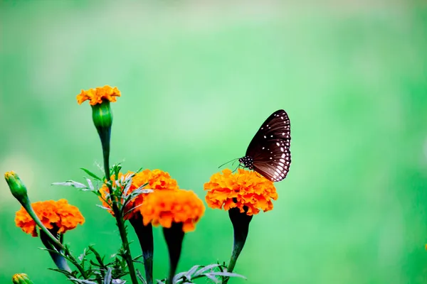 Euploea Mag Közönséges Varjú Egy Közös Pillangó Található Dél Ázsiában — Stock Fotó