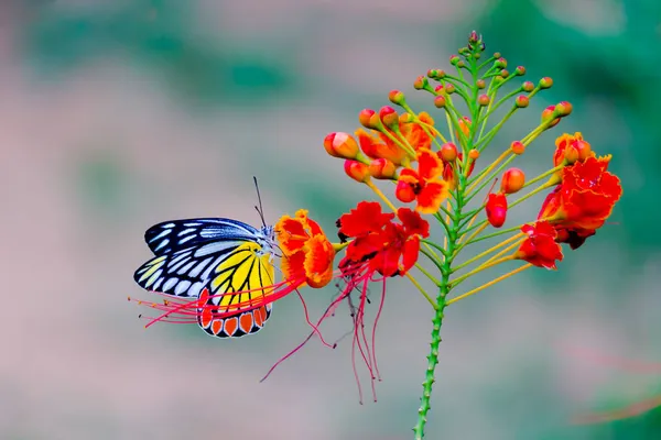 Piękny Indyjski Motyl Jezebel Delias Eucharis Spoczywa Królewskich Kwiatów Poinciana — Zdjęcie stockowe