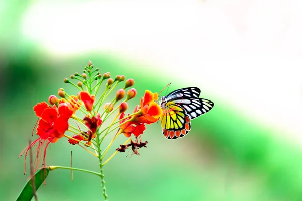 Piękny Indyjski Motyl Jezebel Delias Eucharis Spoczywa Królewskich Kwiatów Poinciana — Zdjęcie stockowe
