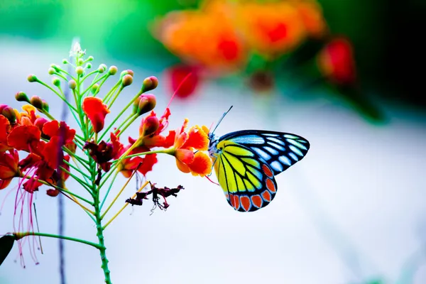 Una Bella Farfalla Comune Indiana Jezebel Delias Eucharis Sta Riposando — Foto Stock