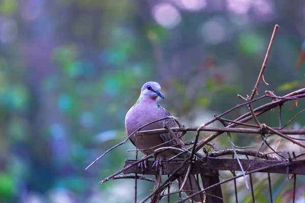 Paloma Tortuga Europea Miembro Familia Las Aves Columbidae Las Palomas —  Fotos de Stock