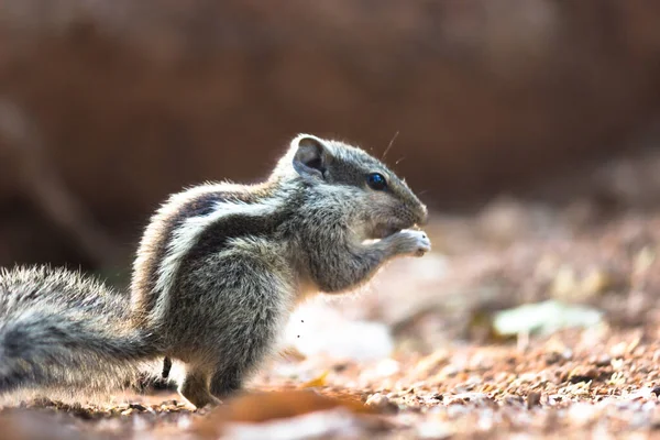 Esquilos São Membros Família Sciuridae Uma Família Que Inclui Roedores — Fotografia de Stock