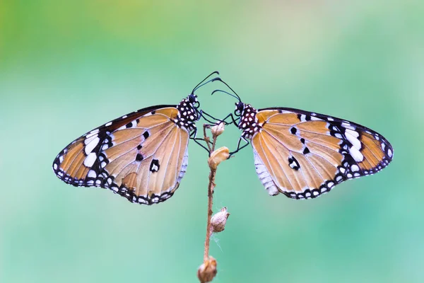 Tigre Uni Danaus Chrysippus Papillon Nourrissant Sur Plante Fleur Dans — Photo