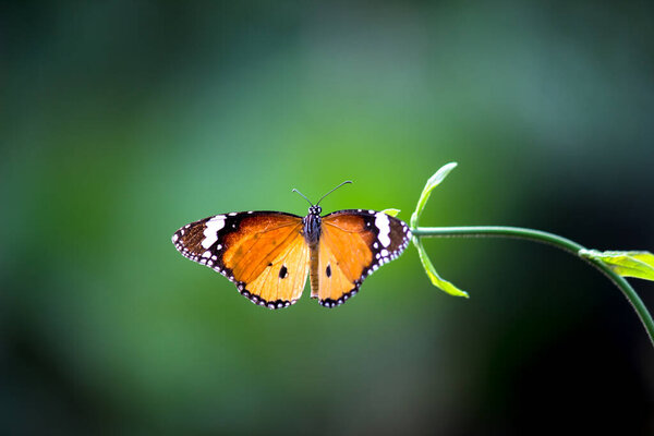 Plain Tiger Danaus chrysippus butterfly feeding itself on the flower plant in natures green background