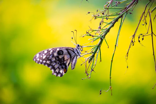 Papilio Demoleus Una Mariposa Común Lima Una Mariposa Cola Golondrina —  Fotos de Stock