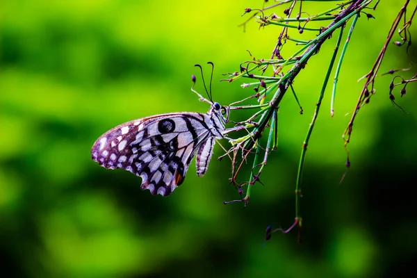 蝶蝶蝶是一种常见的石灰蝴蝶和广泛的燕尾蝶 蝴蝶也被称为石灰蝴蝶 柠檬蝴蝶 石灰燕尾和方格燕尾 — 图库照片