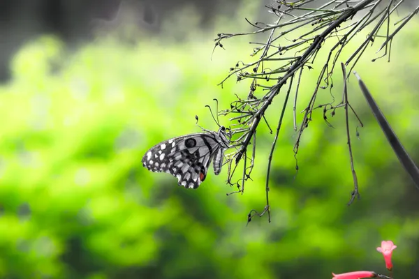 Papilio Demoleus Uma Borboleta Lima Comum Borboleta Rabo Andorinha Generalizada — Fotografia de Stock