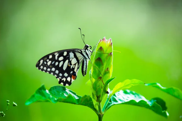 Papilio Demoleus Yaygın Bir Limon Kelebeği Kırlangıç Kelebeğidir Kelebek Aynı — Stok fotoğraf