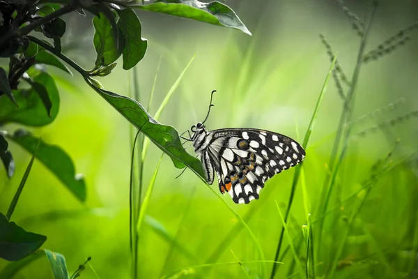 Papilio Demoleus Uma Borboleta Lima Comum Borboleta Rabo Andorinha Generalizada — Fotografia de Stock