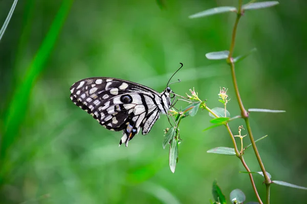 Макропортрет Papilio Demoleus Обыкновенная Бабочка Широко Распространенная Ласточка Известный Лимонная — стоковое фото