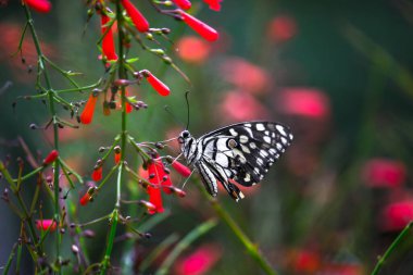 Papilio demoleus 'un Makro resmi yaygın bir limon kelebeği ve kırlangıç kuyruğudur. Aynı zamanda limon kelebeği olarak da bilinir. Bahar mevsiminde çiçek bitkilerinin üzerinde dinlenen kırlangıç kuyruğu.